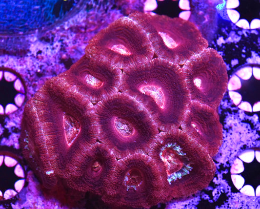 WYSIWYG Inferno Asian Acan Colony 3.5" (WOW!)