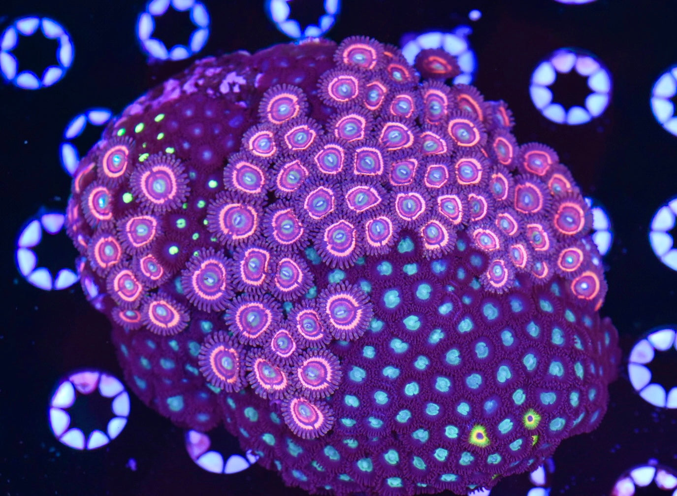 WYSIWYG XL Mixed Zoanthid Colony 4.5"