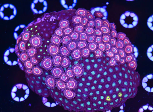 WYSIWYG XL Mixed Zoanthid Colony 4.5"