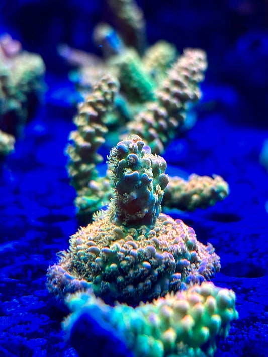 Walt Disney Acropora