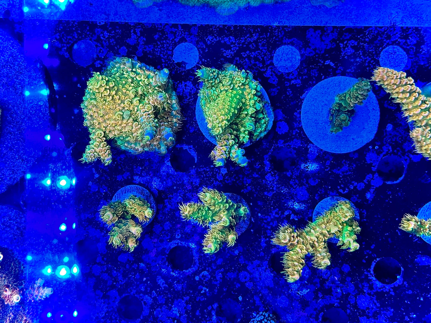 Walt Disney Acropora