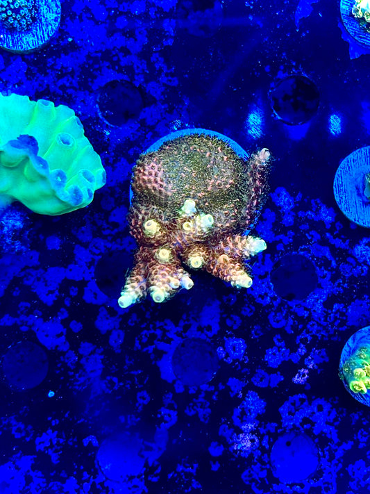 Acid Trip Millepora