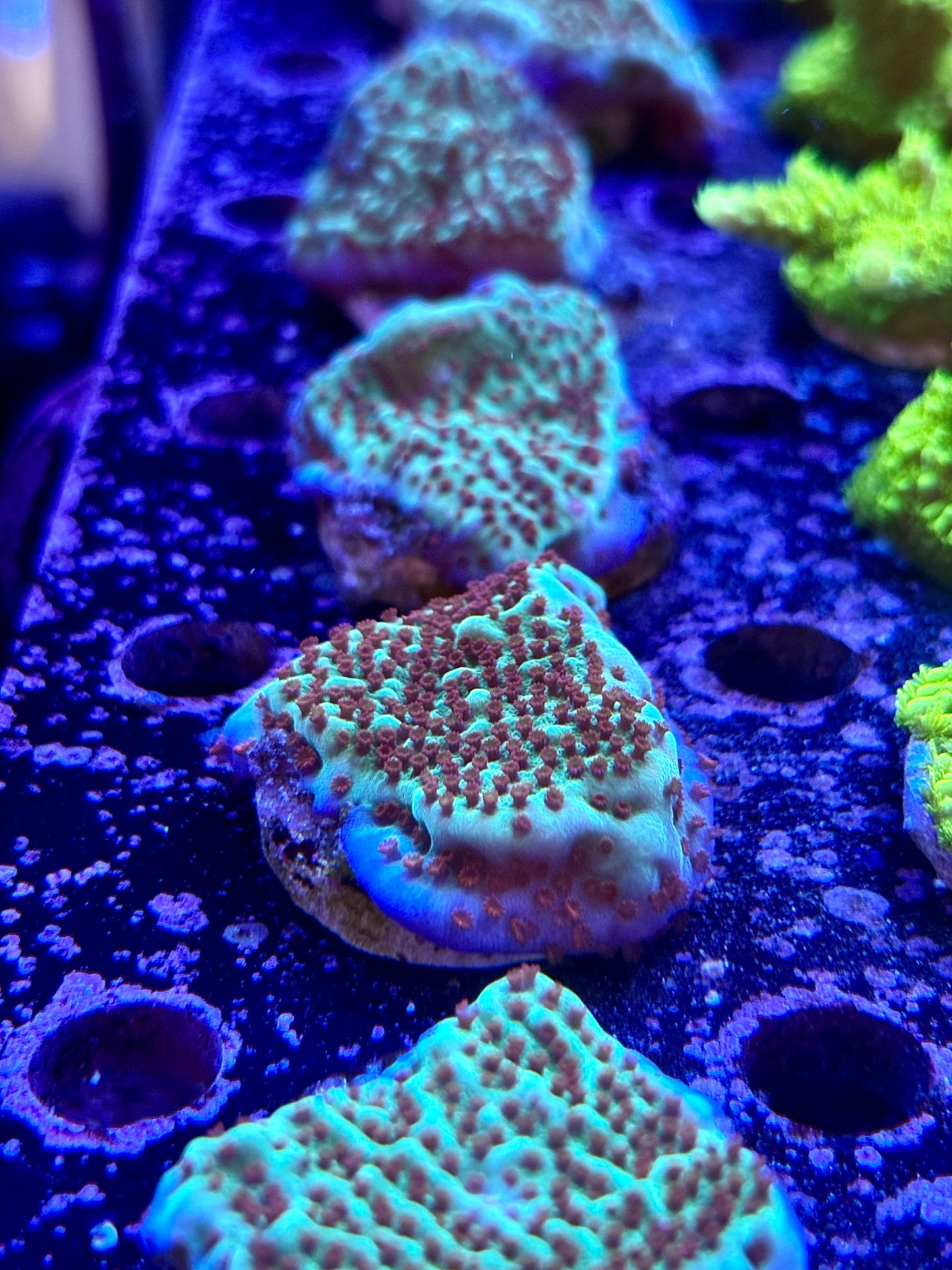 Mind Trick Montipora