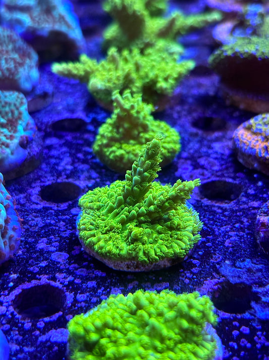 Green Slimer Acropora