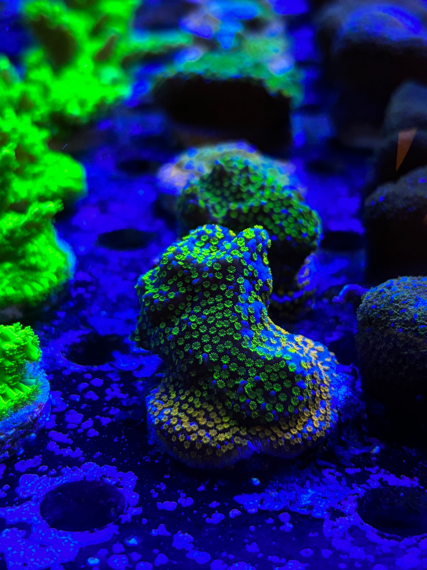 Rainbow Montipora