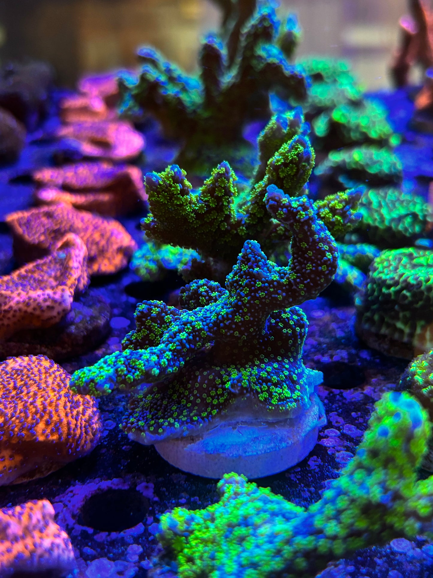 Tubbs Stellata Montipora