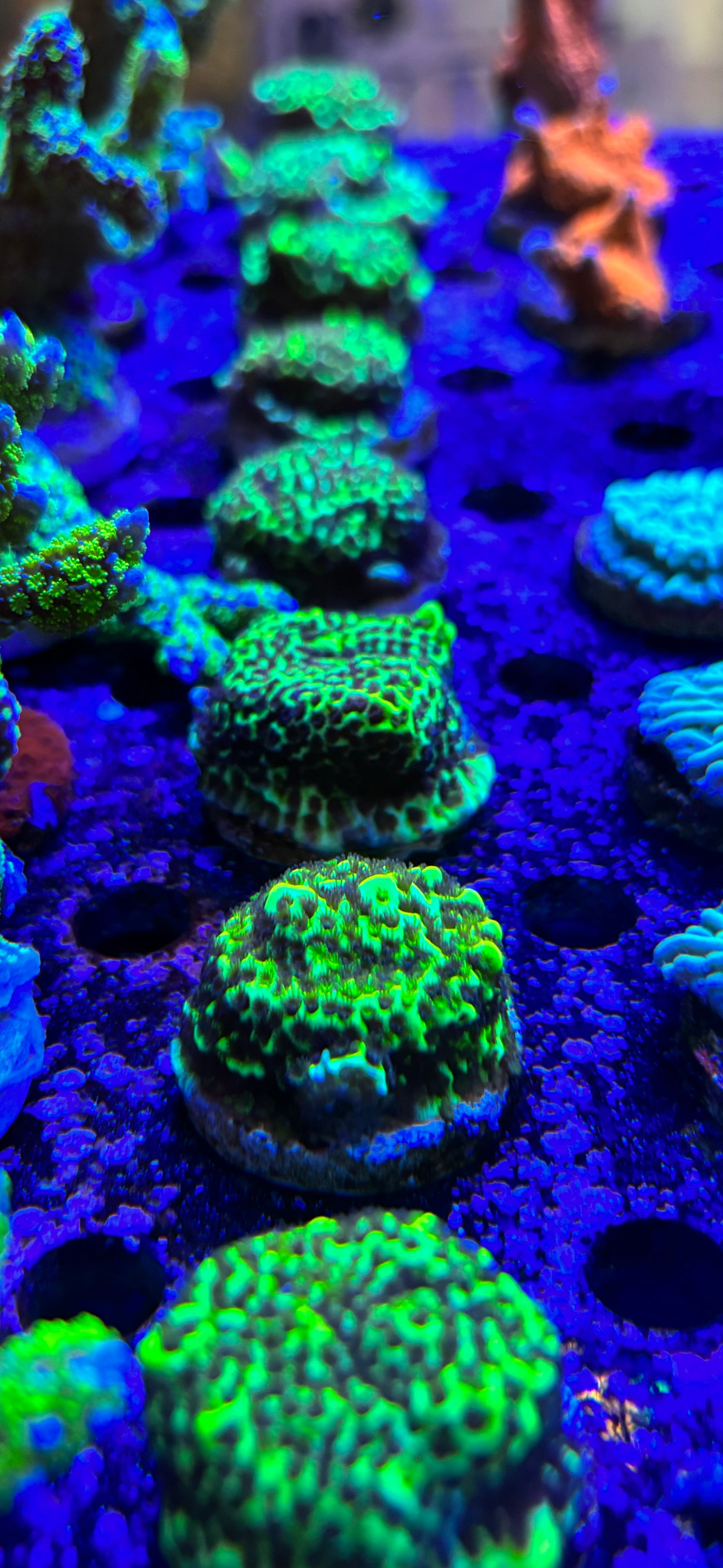 Neon Montipora Confusa