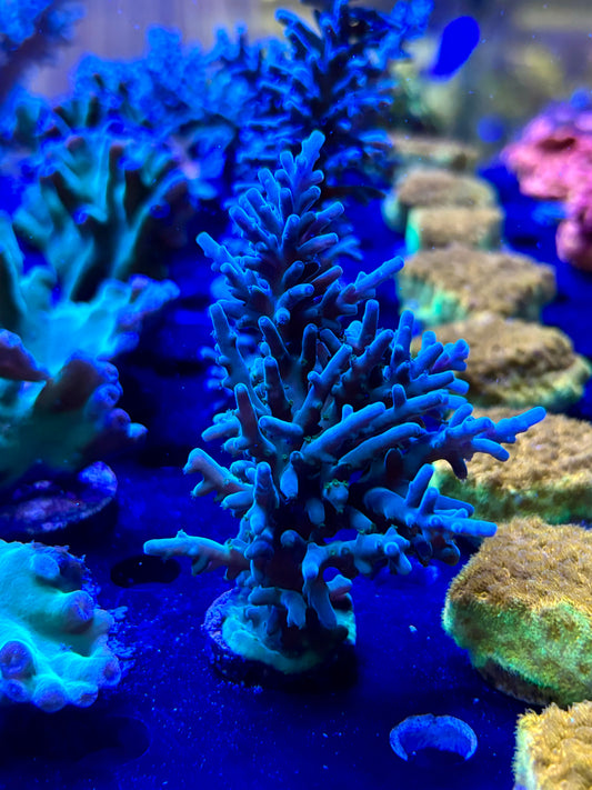 Smooth Skin Blue Acropora