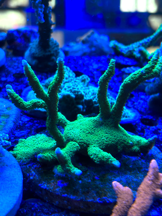 Neon Green Montipora Digitata