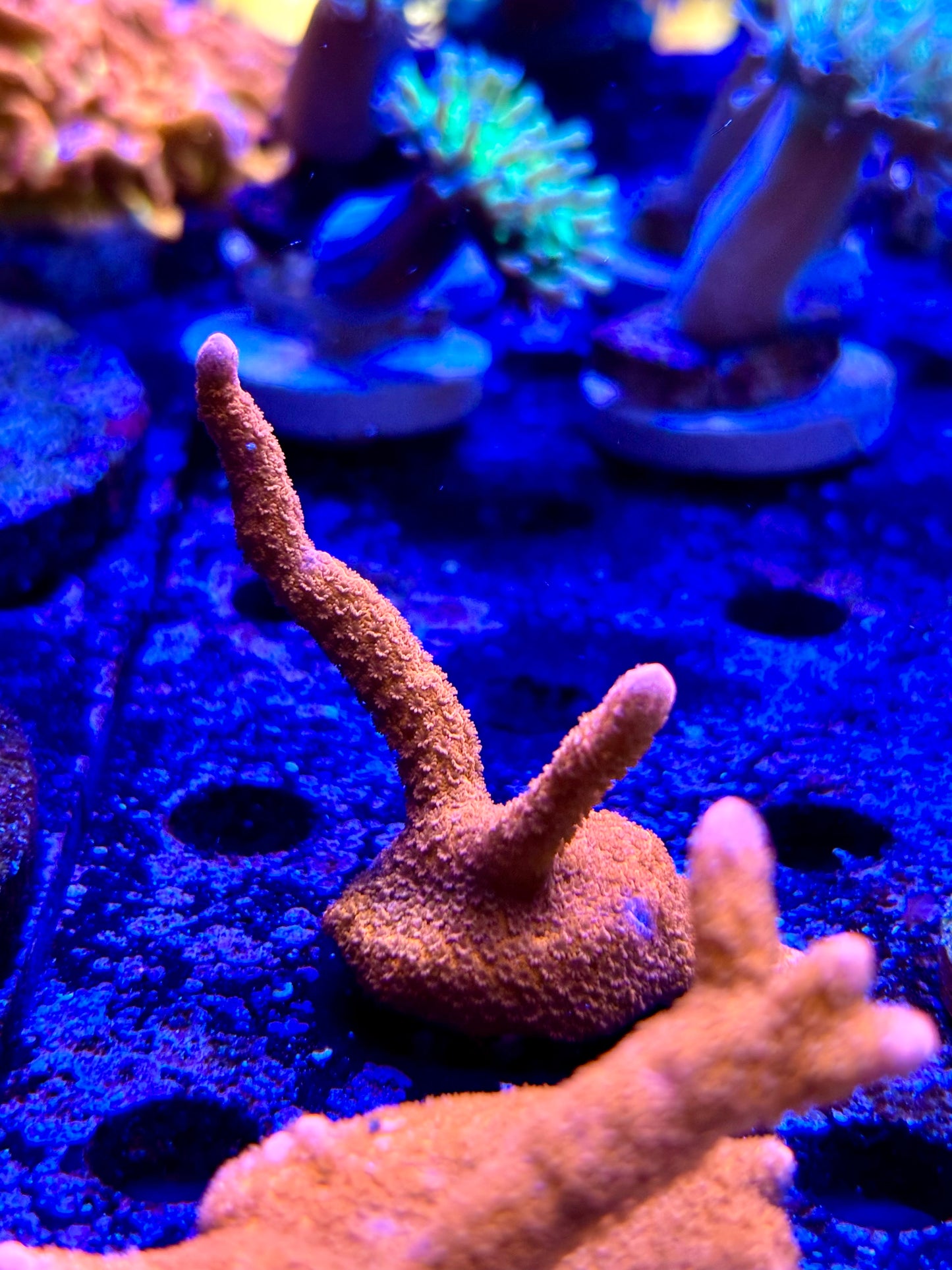 Orange/Red Montipora Digitata