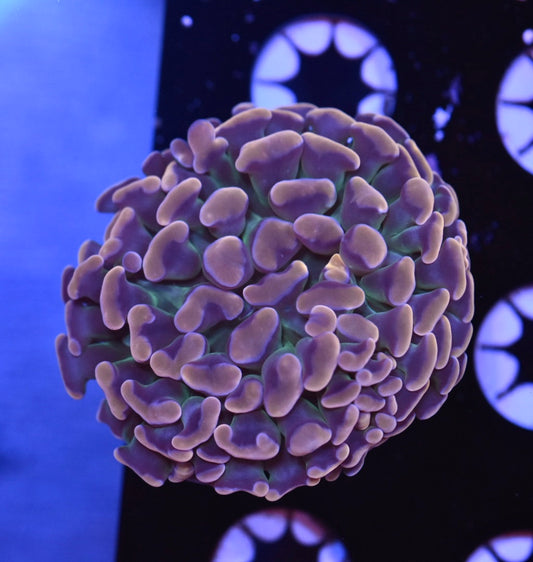 WYSIWYG Tri-Color Rainbow Hammer 3" (RARE!)