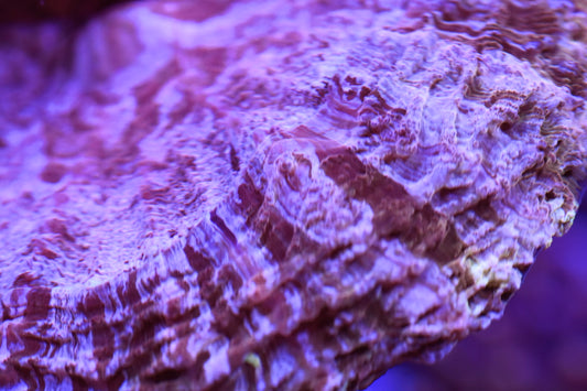 WYSIWYG Ultra Pink Rainbow Acanthophyllia 5.5" (WOW!)