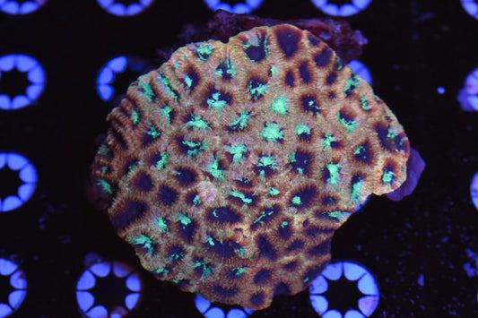 WYSIWYG Rainbow Splatter Favia Colony 3.5" (WOW!)