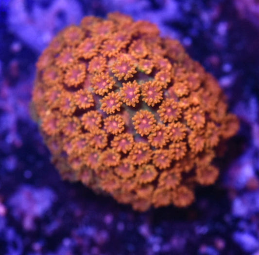 WYSIWYG Sunflower Micro Goniopora 1"