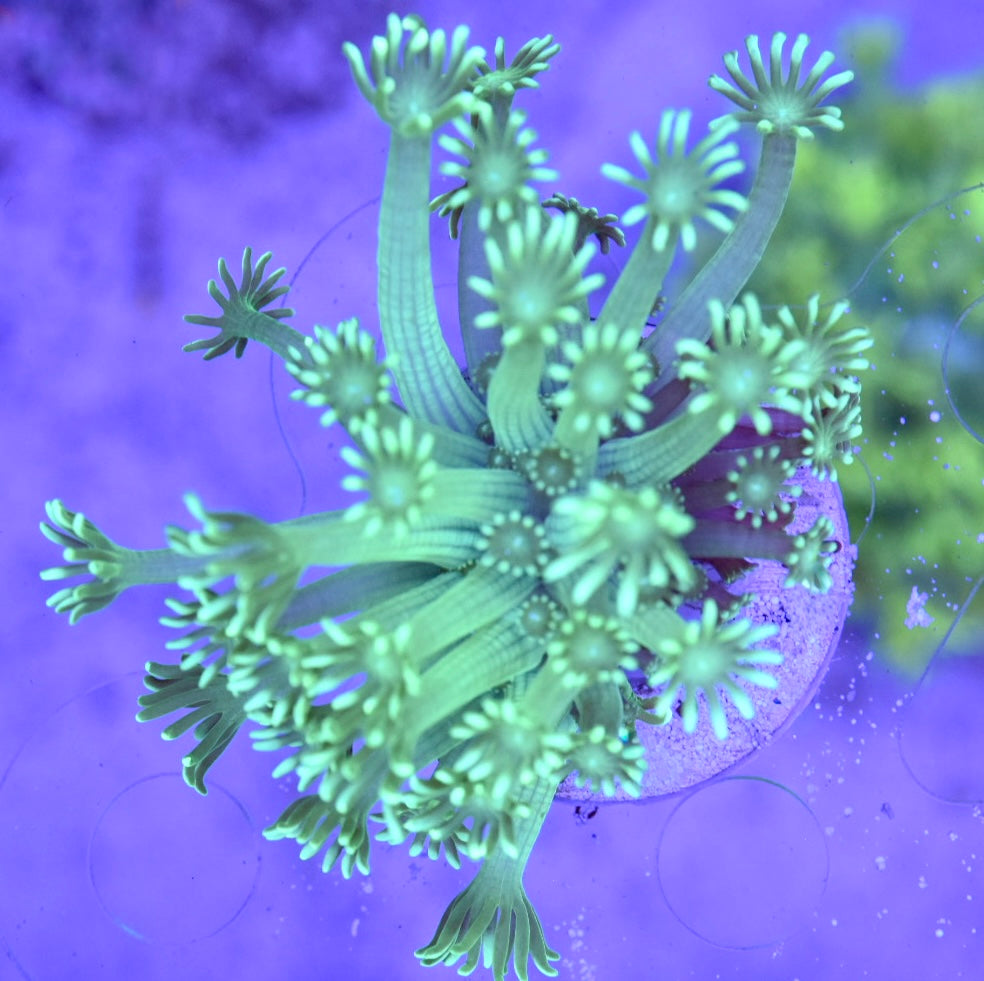 WYSIWYG Ultra Alveopora 3"