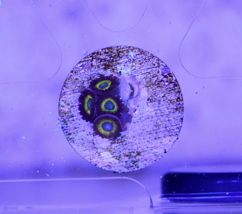 WYSIWYG Black Bella Zoanthids