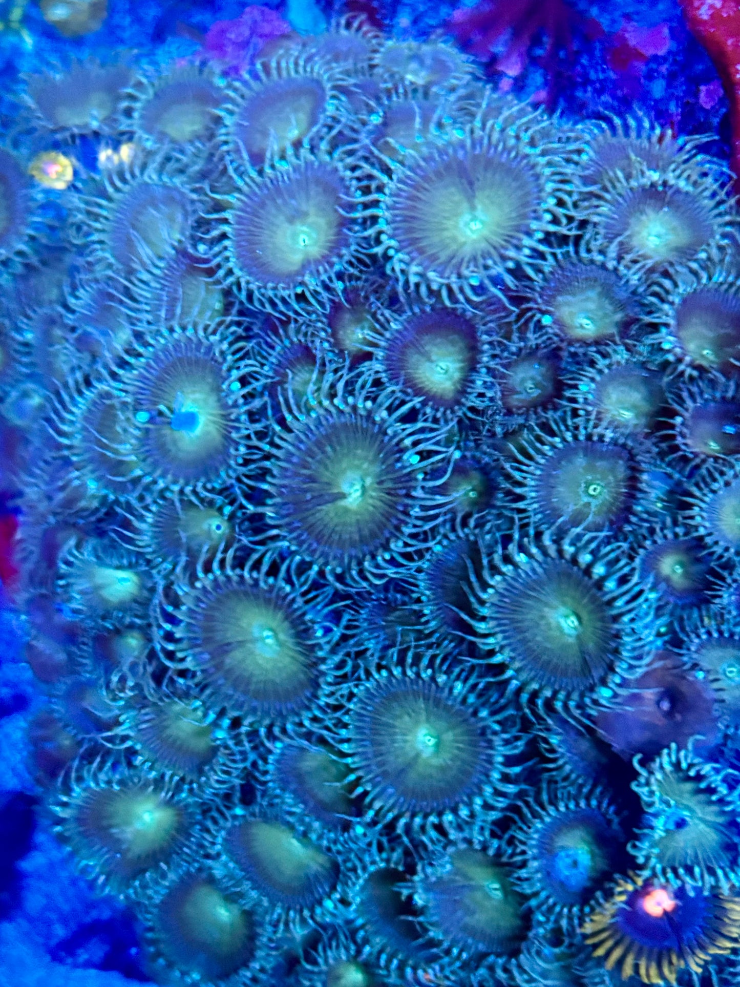 Green Paly Zoanthids