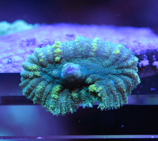 WYSIWYG Emerald Venom Bounce Mushroom 1.5"