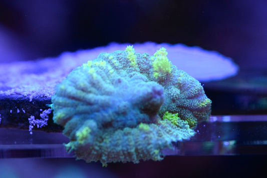 WYSIWYG Emerald Venom Bounce Mushroom 1.5" (RARE!)