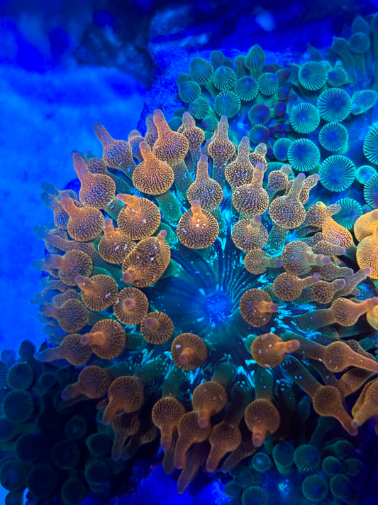 Rainbow Bubble Tip Anemone