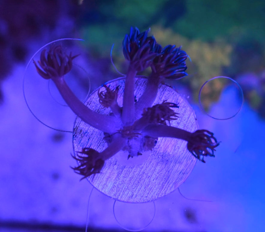 WYSIWYG Grafted Confetti Goniopora 2"