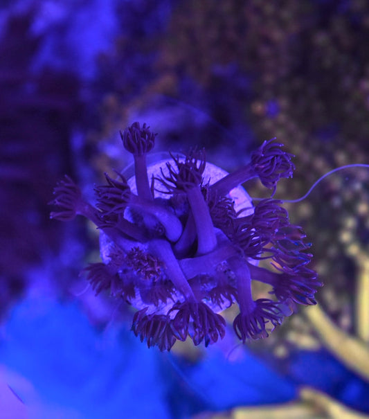 WYSIWYG Grafted Confetti Goniopora 2.5"