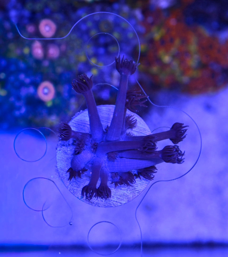 WYSIWYG Grafted Confetti Goniopora 2.5"