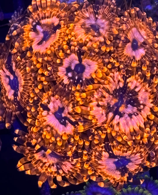 Utter Chaos Zoanthids