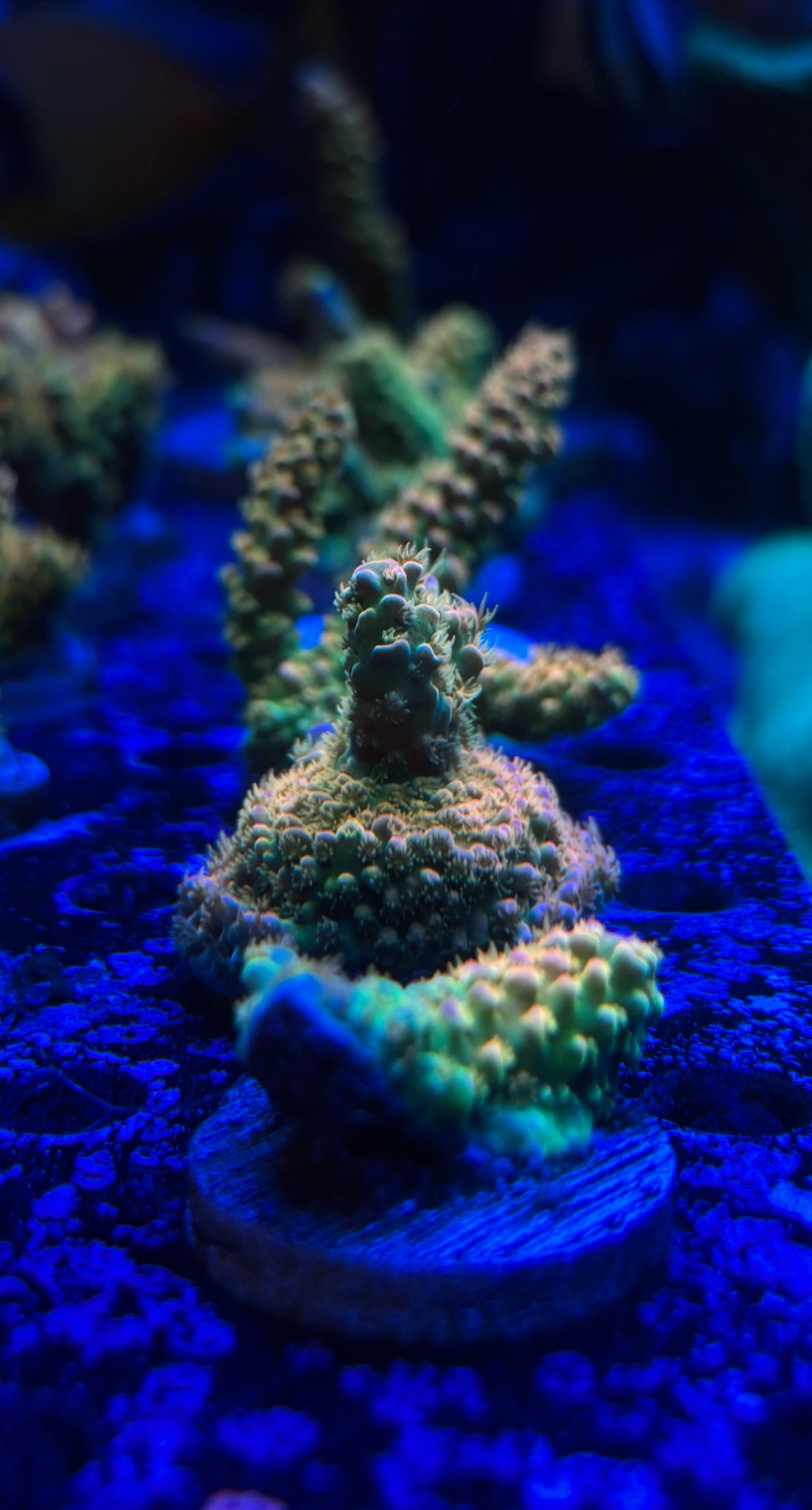 Walt Disney ACropora