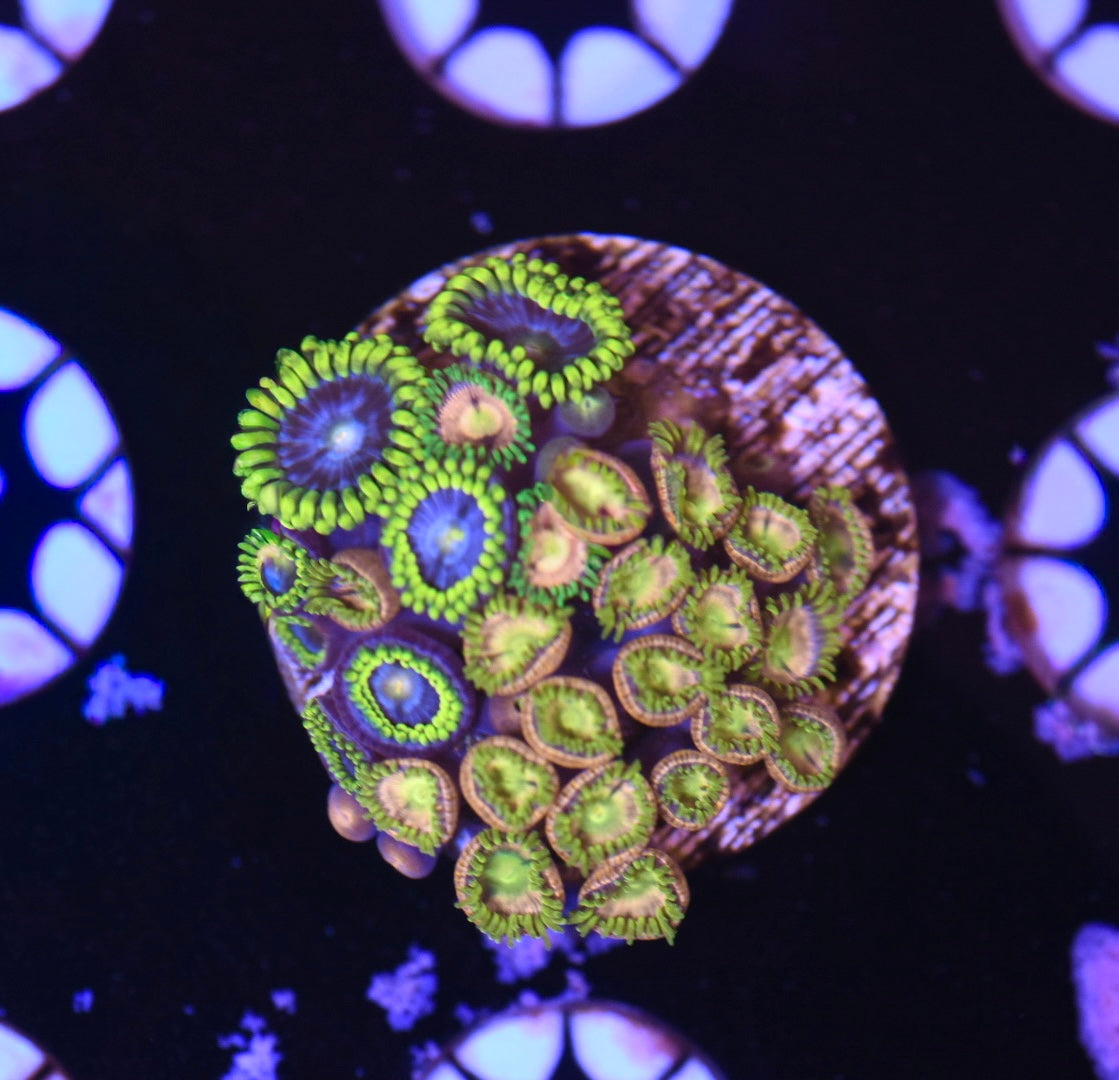 WYSIWYG Zoanthid Combo Frag