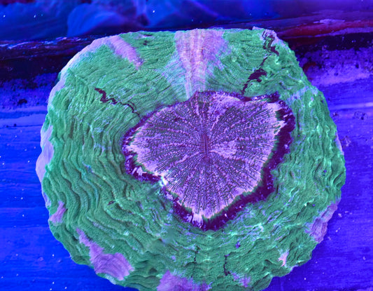 WYSIWYG True Pink Rainbow Acanthophyllia 10" (ONE OF A KIND!)