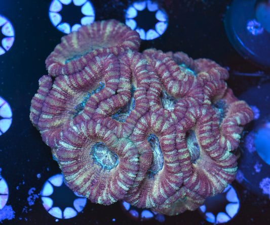 WYSIWYG Blue and Gold Asian Acan Colony 4"