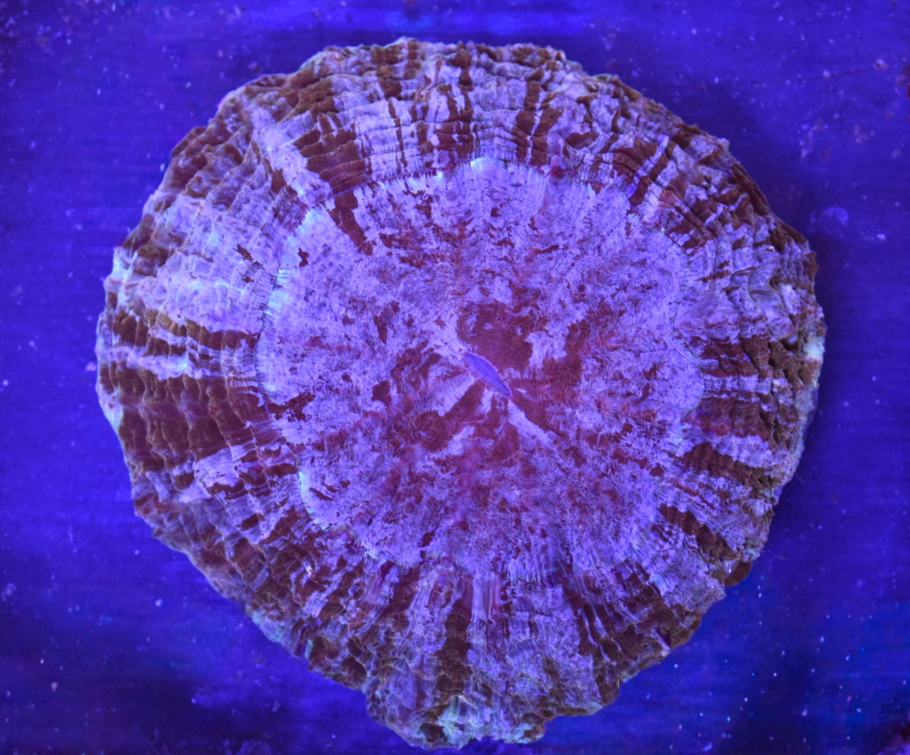 WYSIWYG Ultra Pink Rainbow Acanthophyllia 5.5" (WOW!)