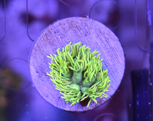 WYSIWYG True Yellow Goniopora 1.5" (RARE!)