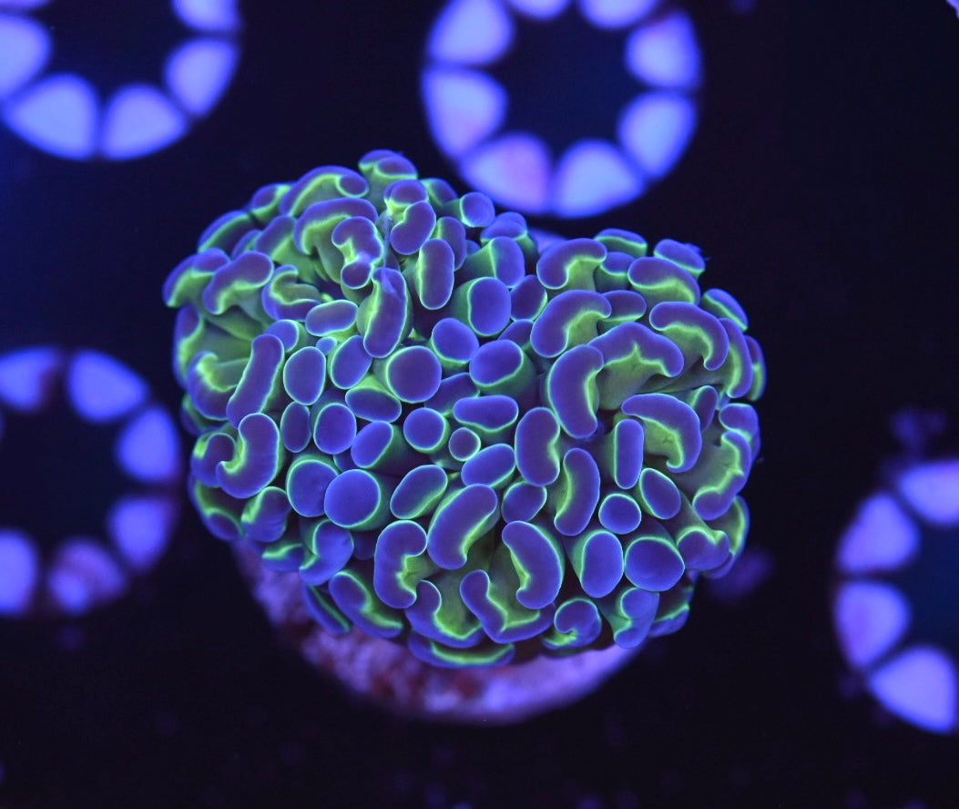 WYSIWYG Hologram Hammer 2" (WOW!)