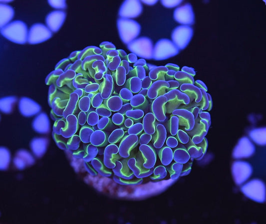 WYSIWYG Hologram Hammer 2" (WOW!)