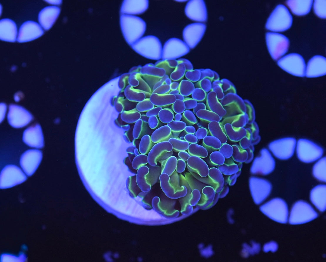 WYSIWYG Holorgam Hammer 2" (WOW!)