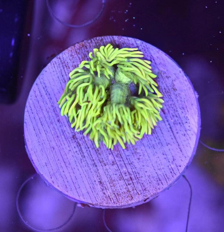 WYSIWYG True Yellow Goniopora 1.5" (RARE!)