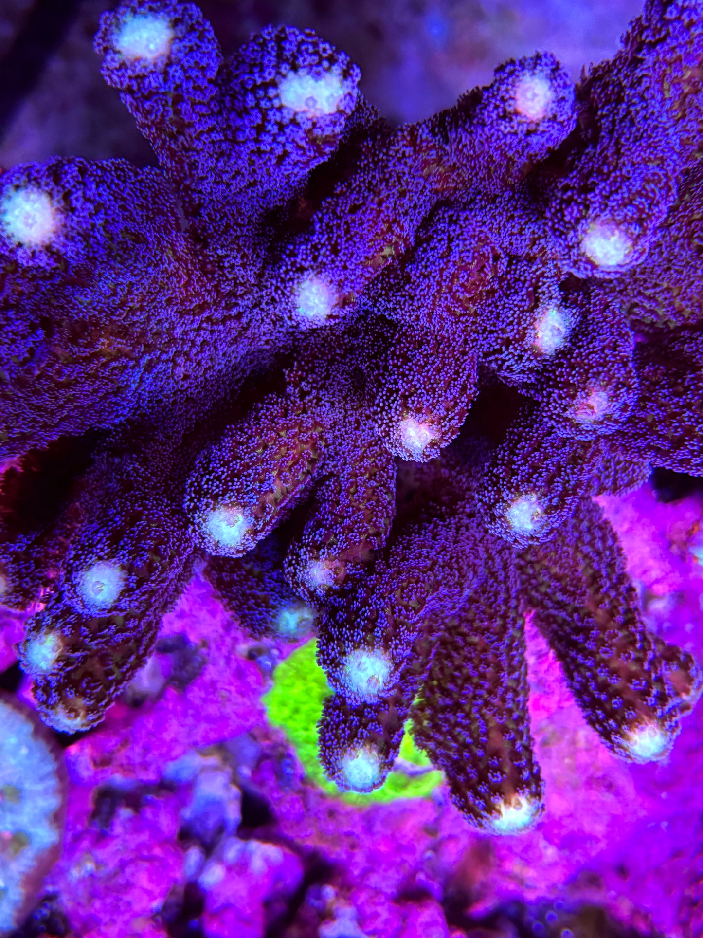 Purple Digitata
