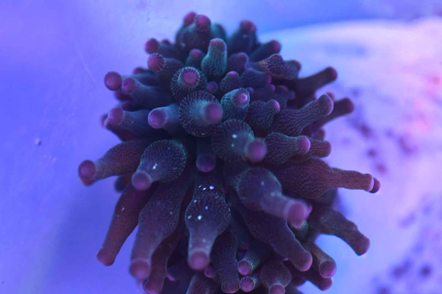 WYSIWYG Nexus Joker Bubble Tip Anemone 2"