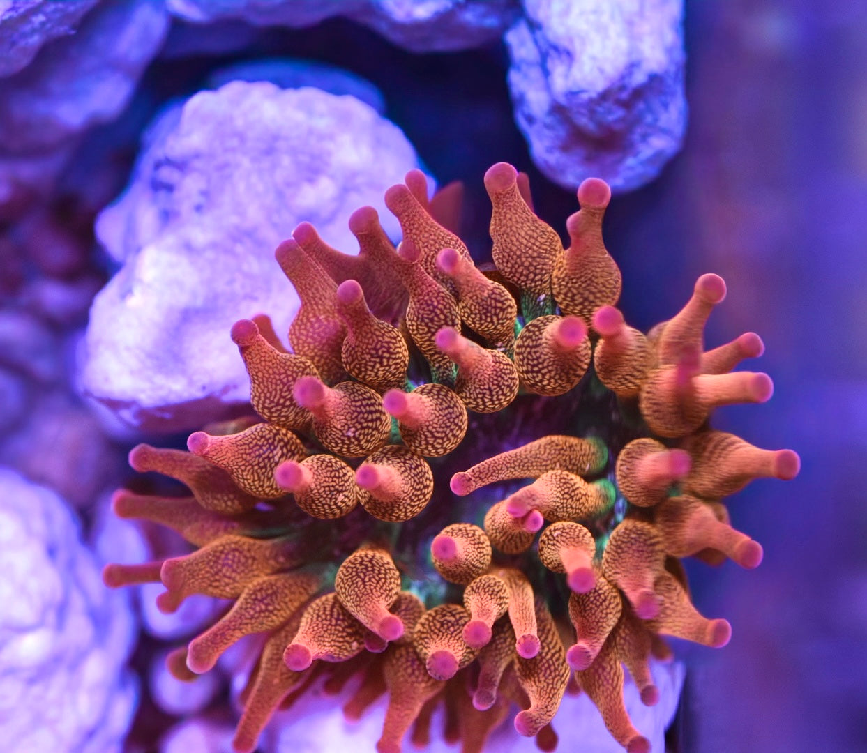 WYSIWYG Pink Tip Rainbow Bubble Tip Anemone 2.5"