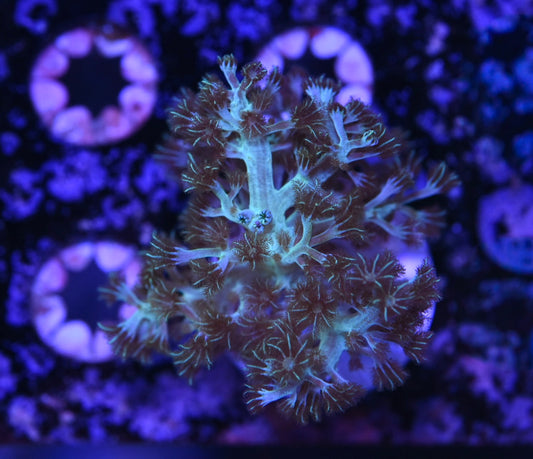 WYSIWYG Green Kenya Tree 3.5"