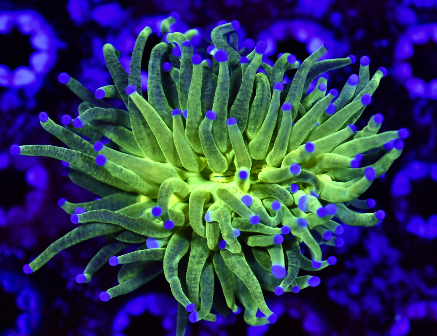 WYSIWYG Reverse Glitter Grail Torch 3" (WOW!)