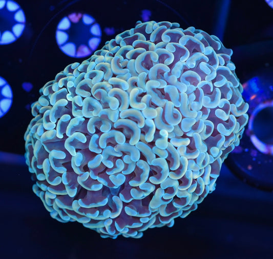 WYSIWYG Malaysian Fat Head Hammer 4"