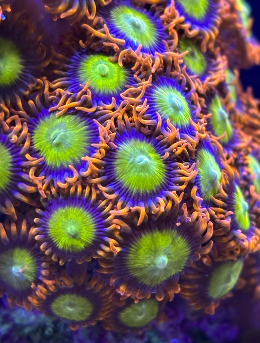 Mandarin Zoanthids