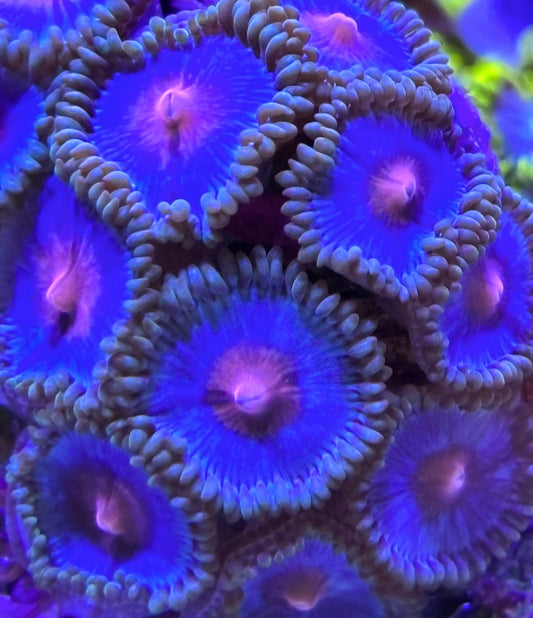 Miami Vice Zoanthids