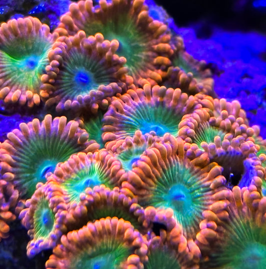 Electric Oompa Loompa Zoanthids