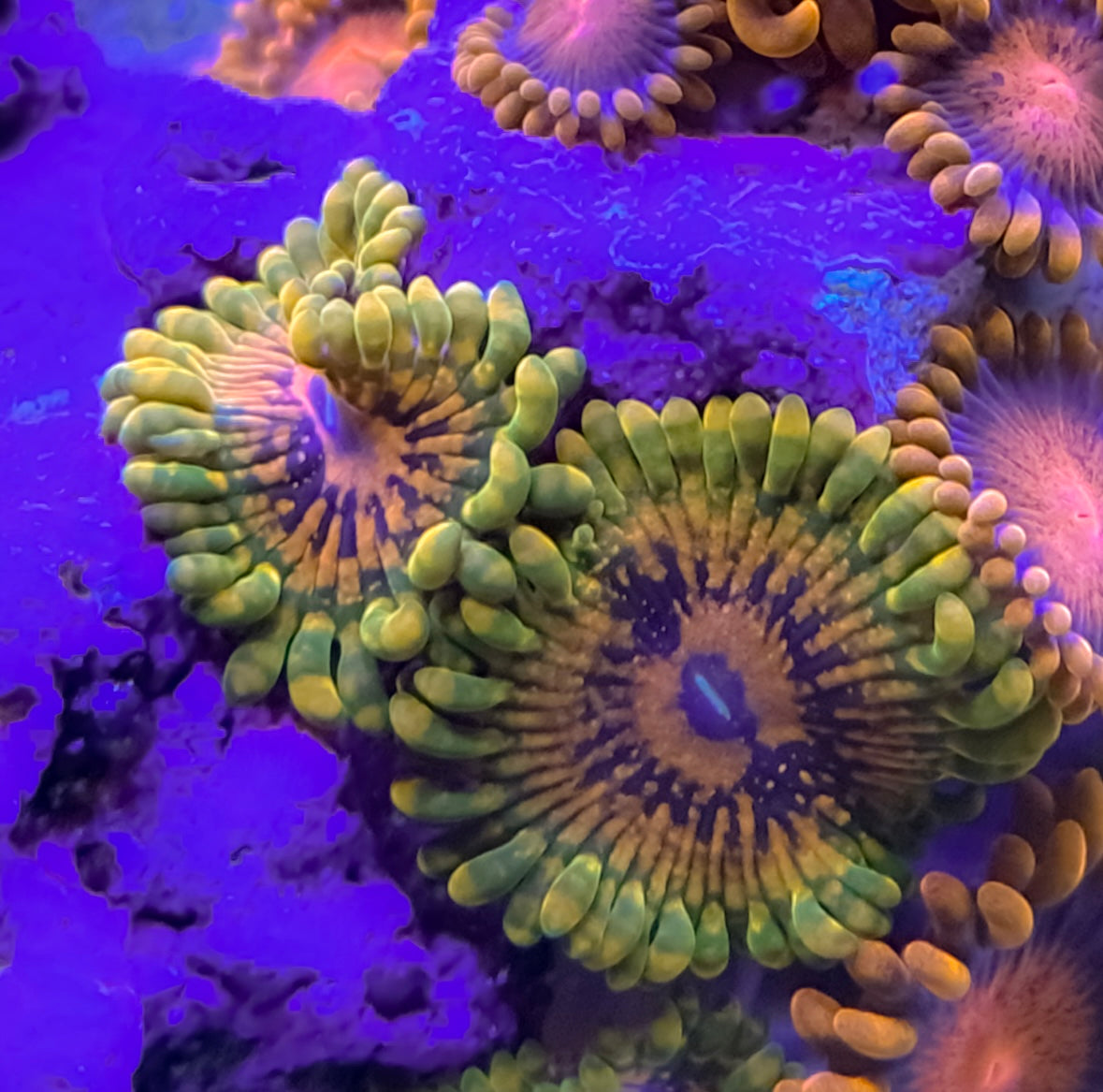 Grand Master Krakatoa (GMK) Zoanthids