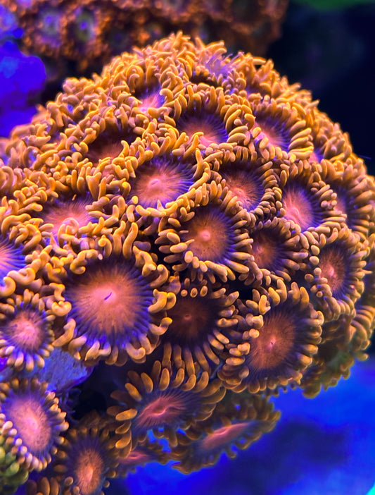 Orange Bam Bam Zoanthids