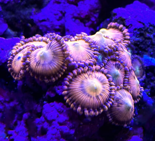 Halle Berry Zoanthids